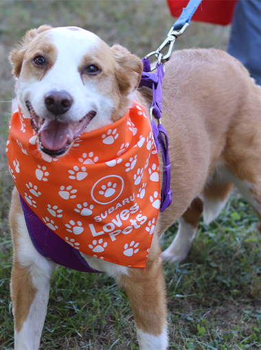 2025 Canine Carnival3