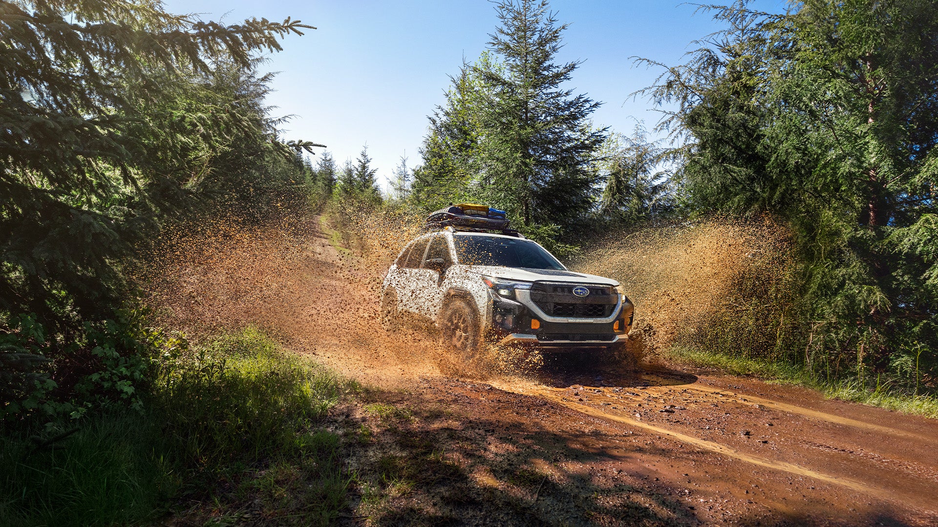 Forester Wilderness