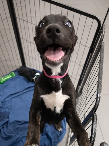 SHS Pet Adoption Event3